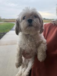 Reunited Female Dog last seen Highway 35, Maple Lake Township, MN 55313