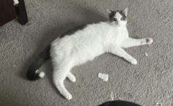Reunited Female Cat last seen Near Lumber lane, Charlotte, NC 28214
