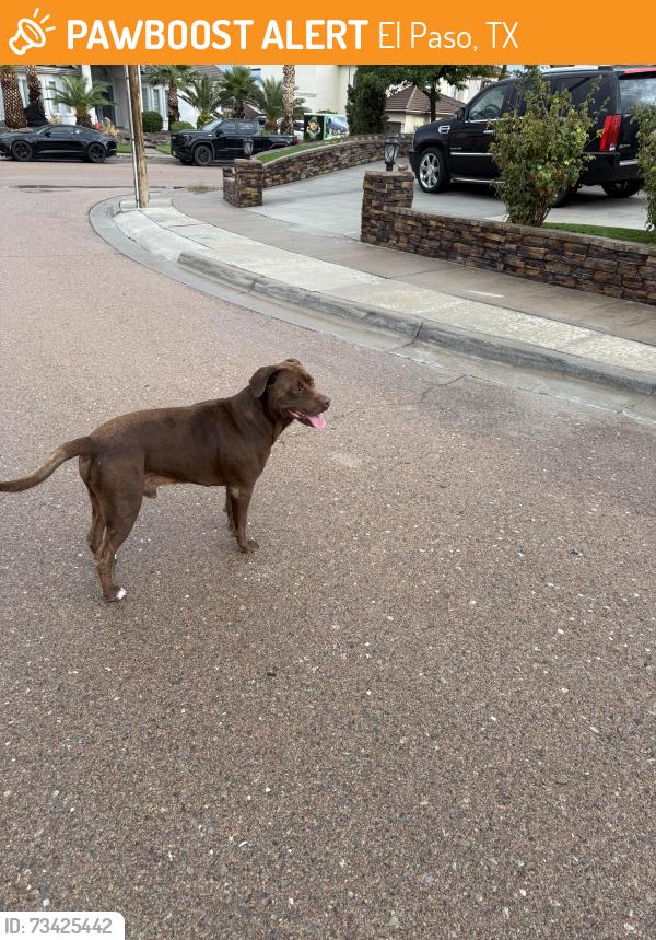 Found/Stray Male Dog last seen Pellicano Dr, El Paso, TX 79936