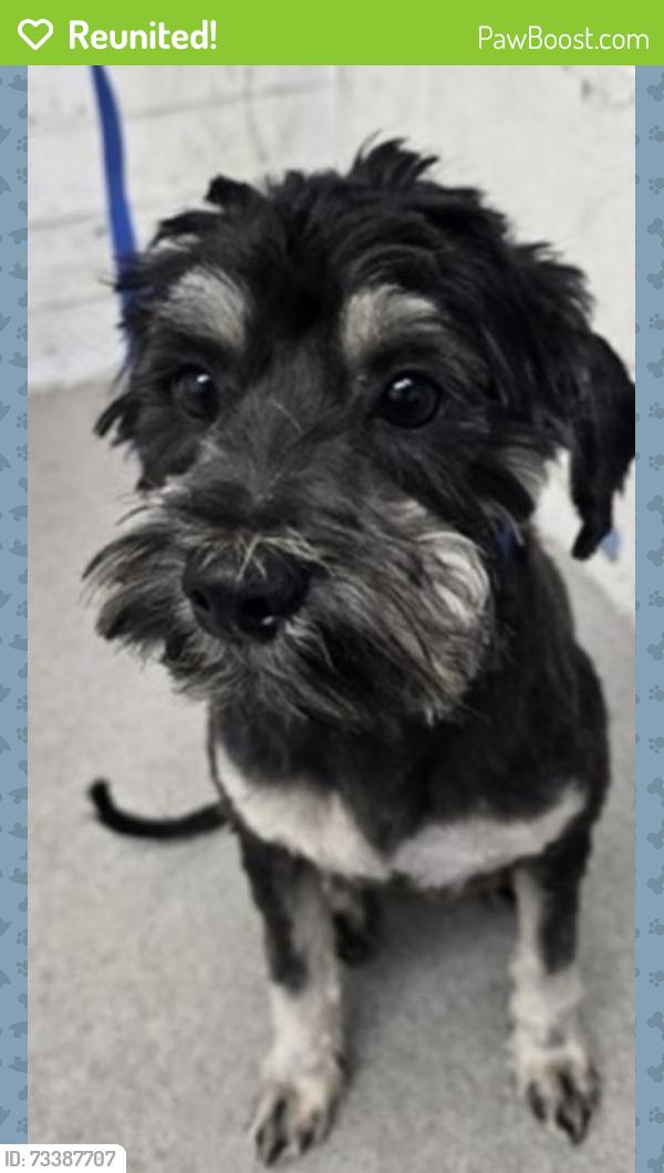 Reunited Male Dog last seen Walmart/ Vista Loma Village Apts, Redlands, CA 92373