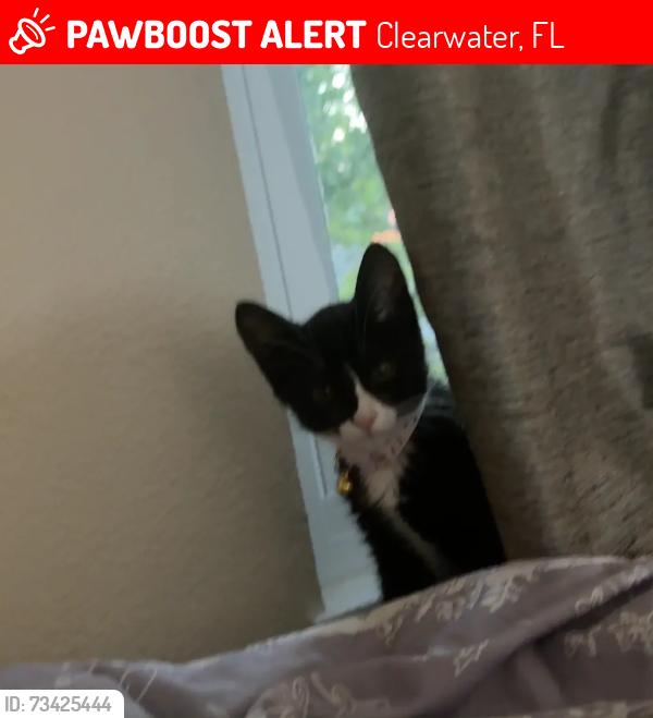 Lost Female Cat last seen Highland, Clearwater, FL 33755