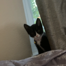 Lost Female Cat last seen Highland, Clearwater, FL 33755