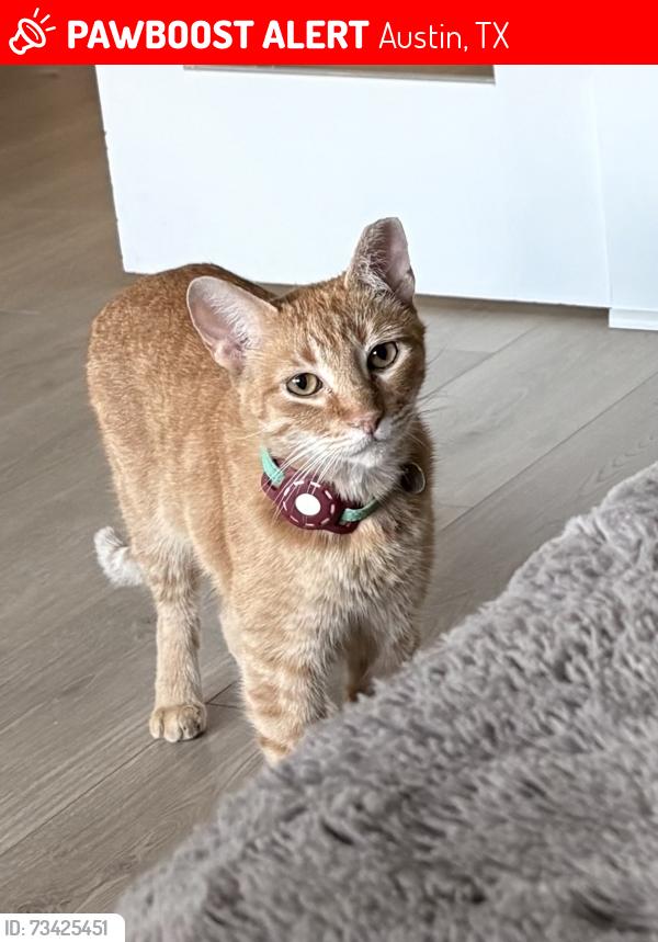 Lost Male Cat last seen Chrysler, Ausblick, Austin, TX 78744