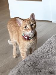 Lost Male Cat last seen Chrysler, Ausblick, Austin, TX 78744