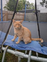 Found/Stray Male Cat last seen 25th and Gale St, Indianapolis, IN 46218
