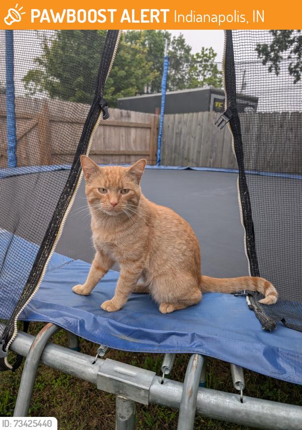 Found/Stray Male Cat last seen 25th and Gale St, Indianapolis, IN 46218