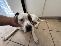 Found/Stray Male Dog last seen Ashland and Dale Oak, San Antonio, TX 78218