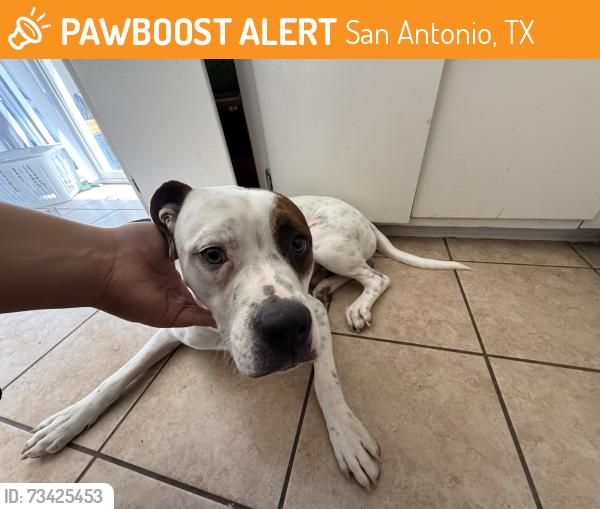 Found/Stray Male Dog last seen Ashland and Dale Oak, San Antonio, TX 78218
