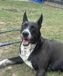 Lost Male Dog last seen West Mount Houston rd and Antoine, Houston, TX 77088