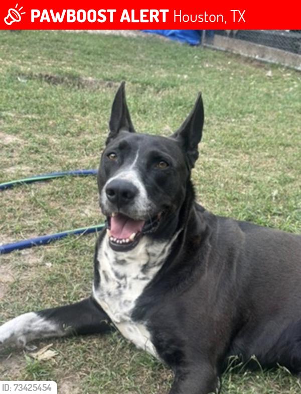 Lost Male Dog last seen West Mount Houston rd and Antoine, Houston, TX 77088