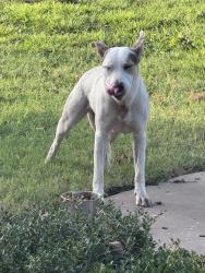Found/Stray Female Dog last seen Bem ficklin and hudson oaks dr, San Angelo, TX 76904