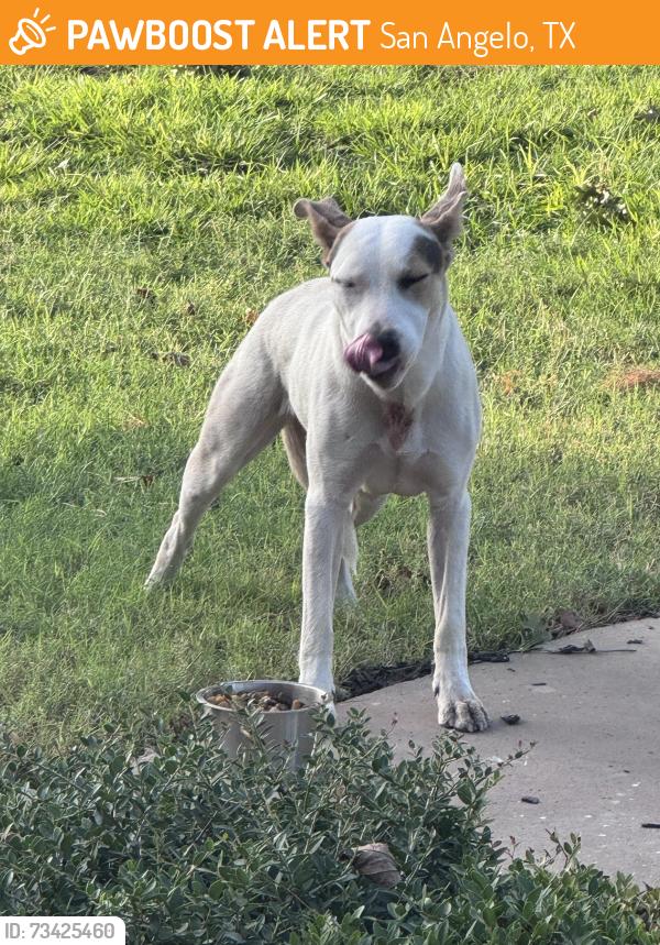 Found/Stray Female Dog last seen Bem ficklin and hudson oaks dr, San Angelo, TX 76904