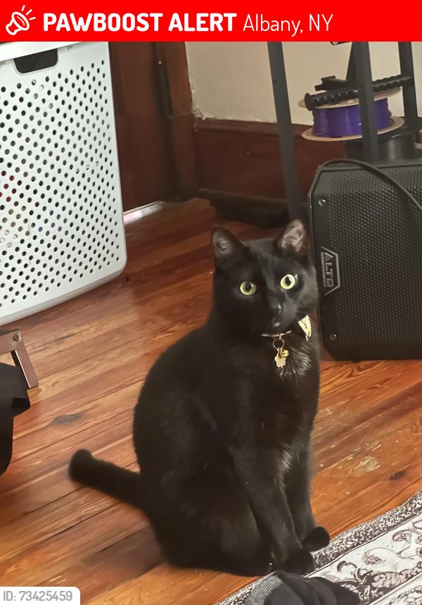 Lost Male Cat last seen Near the corner of Hamilton and Quail street, Albany, NY 12229
