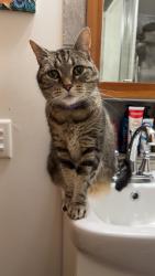 Reunited Female Cat last seen E 12th St & Jefferson, Lockport, IL 60441