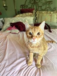 Found/Stray Male Cat last seen Near Amber, Aliso Viejo, CA 92656, Aliso Viejo, CA 92656
