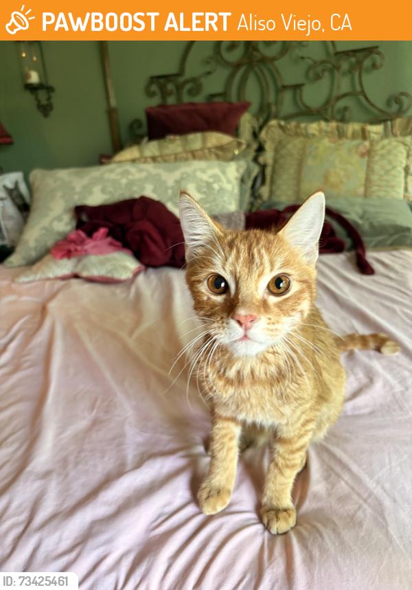 Found/Stray Male Cat last seen Near Amber, Aliso Viejo, CA 92656, Aliso Viejo, CA 92656