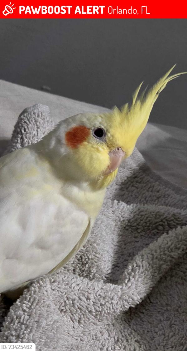 Lost Male Bird last seen leroy park, orlando fl 32807, Orlando, FL 32807
