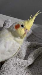 Lost Male Bird last seen leroy park, orlando fl 32807, Orlando, FL 32807