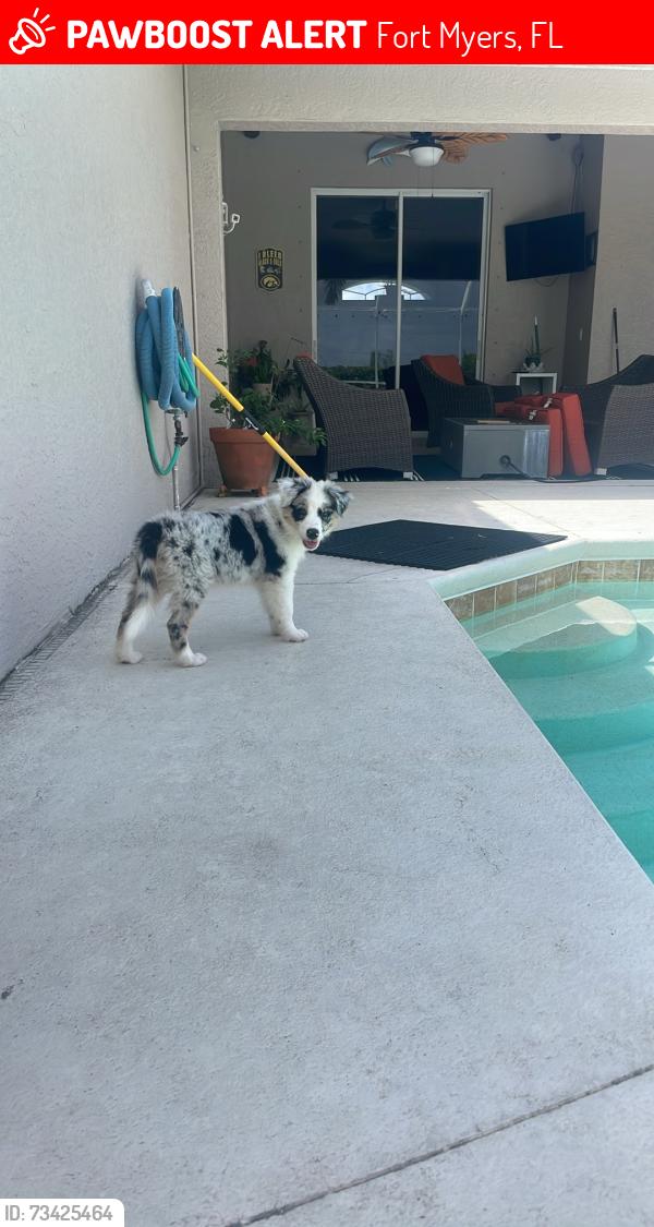 Lost Female Dog last seen Daniels & 41 behind Target, Fort Myers, FL 33912