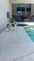 Lost Female Dog last seen Daniels & 41 behind Target, Fort Myers, FL 33912