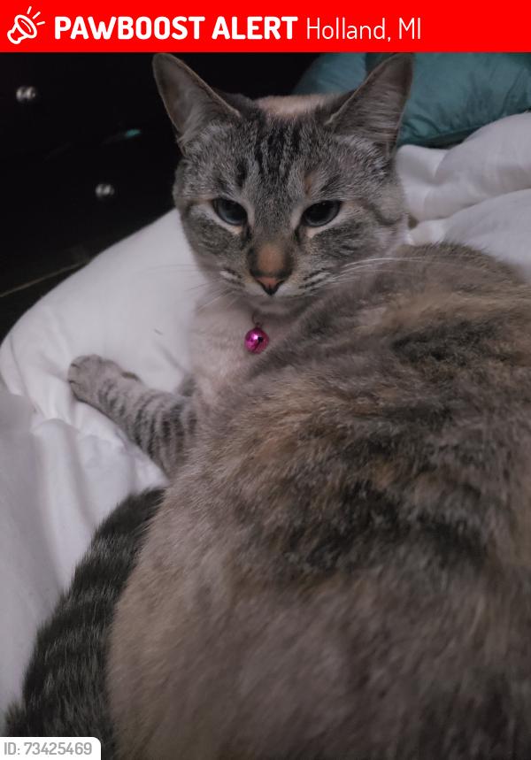 Lost Female Cat last seen Ottawa and VanRaalte, Holland, MI 49423