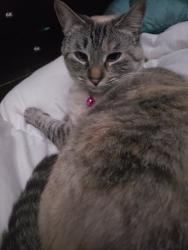 Lost Female Cat last seen Ottawa and VanRaalte, Holland, MI 49423
