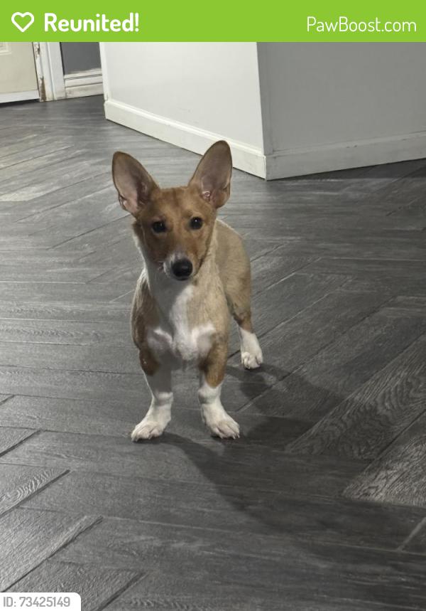 Reunited Female Dog last seen E Holmes Ave and Lindsay, Mesa, AZ 85204