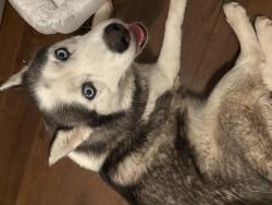 Reunited Female Dog last seen Diamond Road Victorville, Victorville, CA 92394