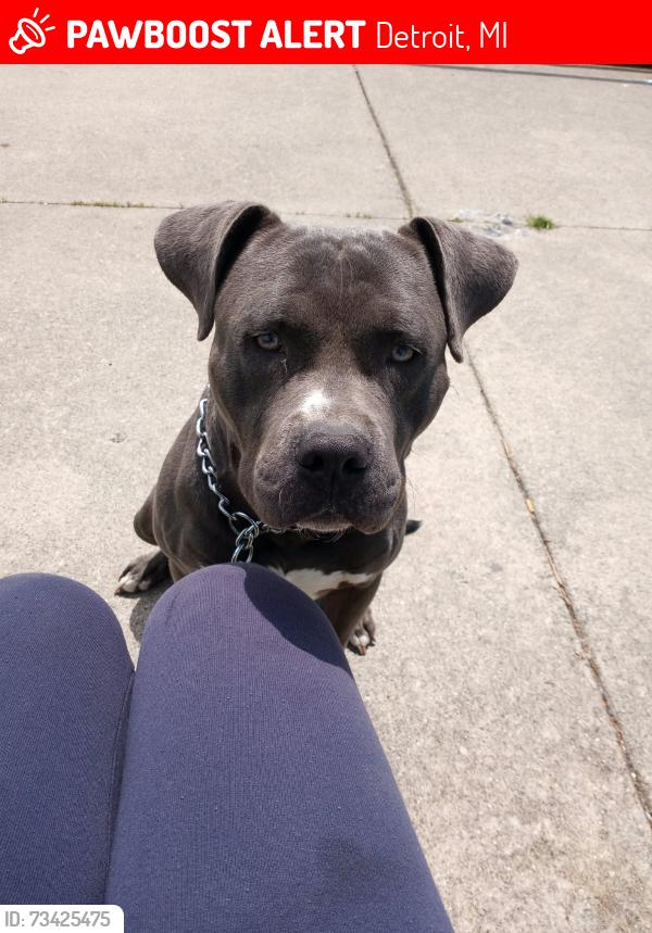 Lost Male Dog last seen Avondale, Detroit, MI 48215