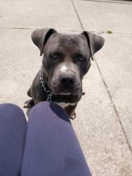 Lost Male Dog last seen Avondale, Detroit, MI 48215