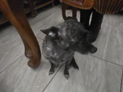 Found/Stray Female Dog last seen Camino De Rosa Dr by Smoke Ranch and Jones on Ashford Manor, Las Vegas, NV 89108