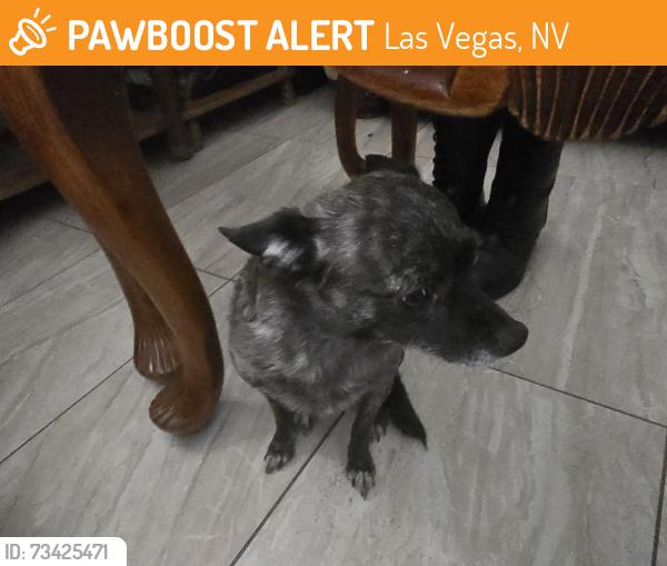 Found/Stray Female Dog last seen Camino De Rosa Dr by Smoke Ranch and Jones on Ashford Manor, Las Vegas, NV 89108