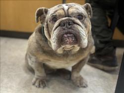 Shelter Stray Male Dog last seen , 957 N Gaffey St, San Pedro, CA 90731, USA