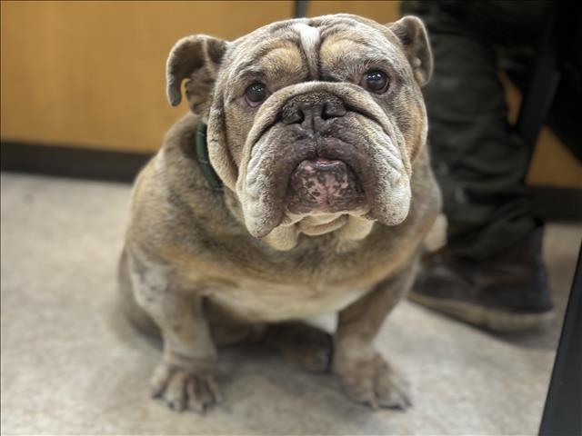 Shelter Stray Male Dog last seen , 957 N Gaffey St, San Pedro, CA 90731, USA