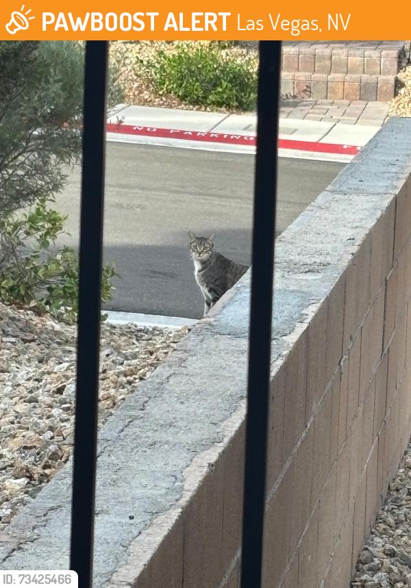 Found/Stray Unknown Cat last seen Near Carbost Ct, Las Vegas, NV 89166 currently hiding under a black suv car in front of that hse., Las Vegas, NV 89166