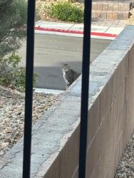 Found/Stray Unknown Cat last seen Near Carbost Ct, Las Vegas, NV 89166 currently hiding under a black suv car in front of that hse., Las Vegas, NV 89166