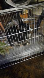 Found/Stray Female Rabbit last seen Torrance Blvd and redondo, Redondo Beach, CA 90254