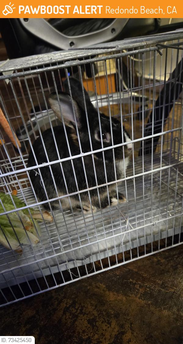 Found/Stray Female Rabbit last seen Torrance Blvd and redondo, Redondo Beach, CA 90254