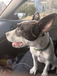 Found/Stray Male Dog last seen Forest hill, Fort Worth, TX 76102