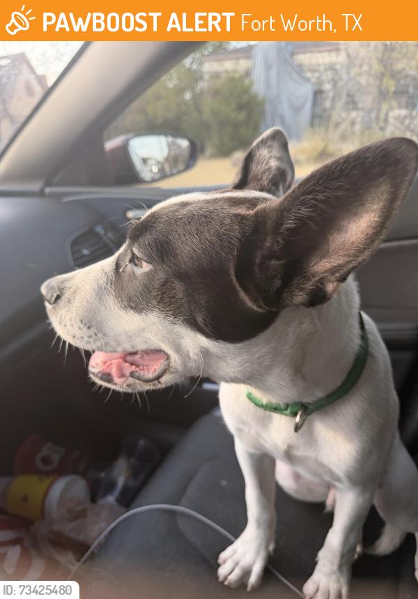 Found/Stray Male Dog last seen Forest hill, Fort Worth, TX 76102