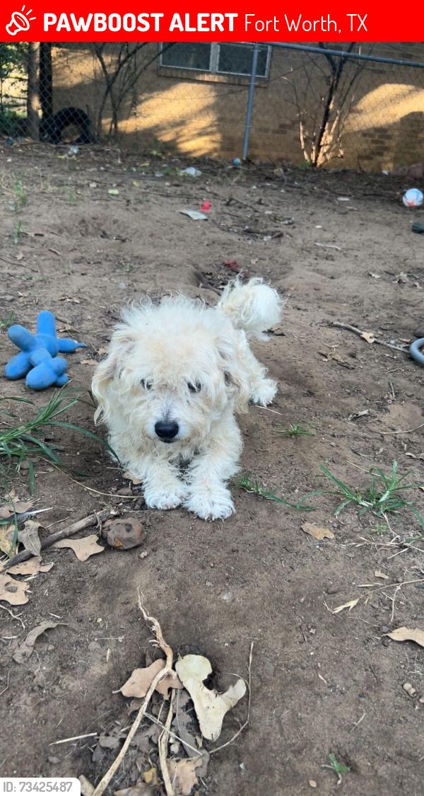 Lost Male Dog last seen East seminary dr, Fort Worth, TX 76119