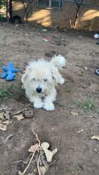Lost Male Dog last seen East seminary dr, Fort Worth, TX 76119
