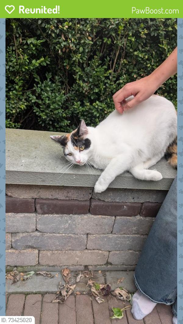 Reunited Female Cat last seen 2nd St and Victor, Downers Grove, IL 60515