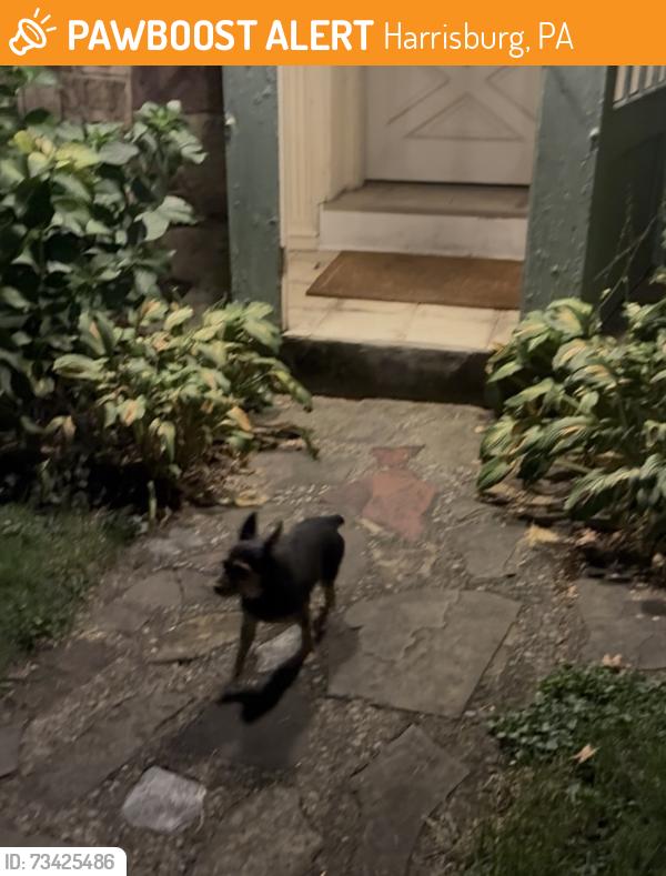Found/Stray Male Dog last seen Green St and Edward St, Harrisburg, PA 17110