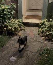 Found/Stray Male Dog last seen Green St and Edward St, Harrisburg, PA 17110