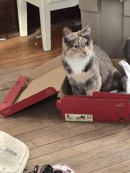 Lost Female Cat last seen Near avenue 95a street, Edmonton, AB T5G 1P6