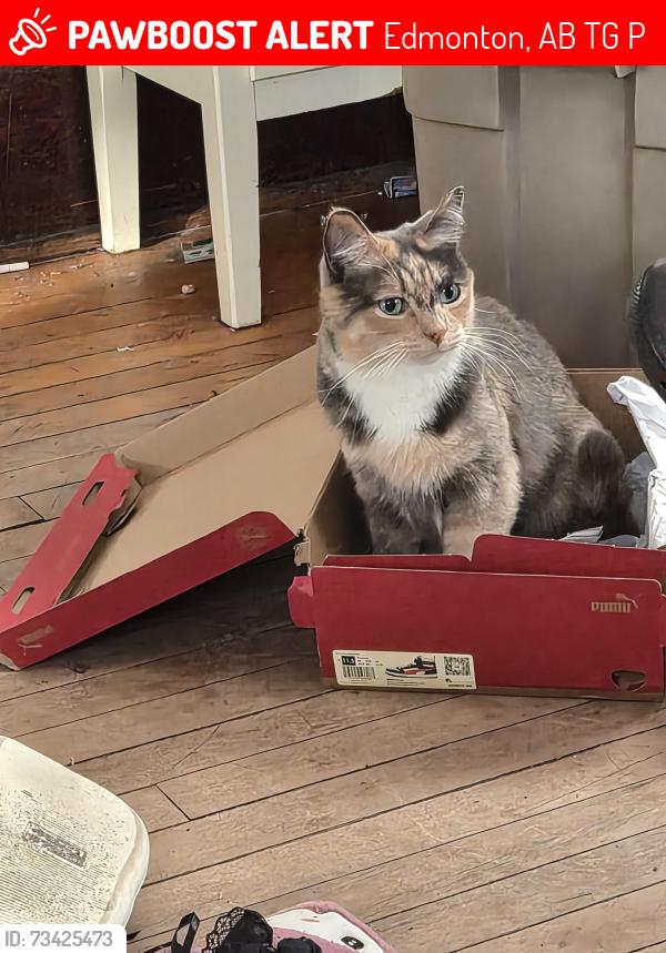 Lost Female Cat last seen Near avenue 95a street, Edmonton, AB T5G 1P6