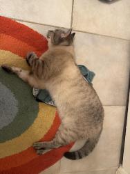 Reunited Female Cat last seen Montclair park, San Diego, CA 92104