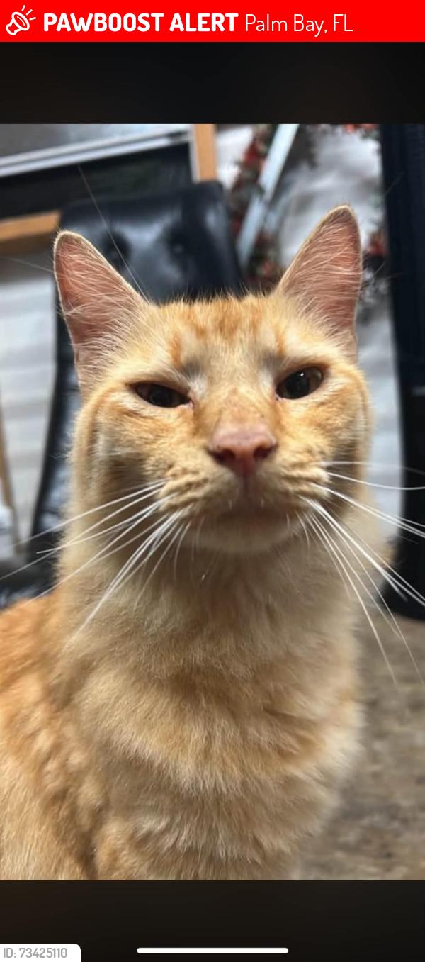 Lost Male Cat last seen Whirl st, Palm Bay, FL 32908