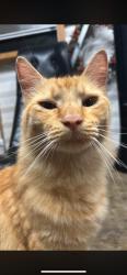 Lost Male Cat last seen Whirl st, Palm Bay, FL 32908